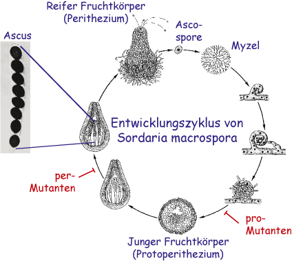 Sordaria life cycle