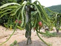 2015_06_29_Phu_Ruea_015