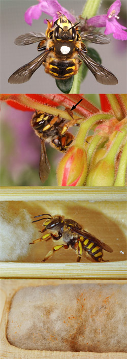 mating and nest building in A manicatum